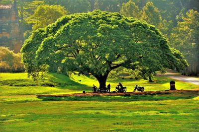 View of trees on landscape