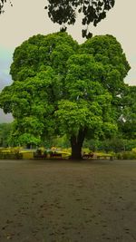 View of trees against sky