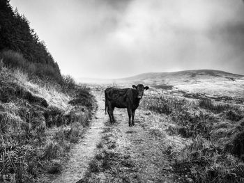 Horse standing in a field