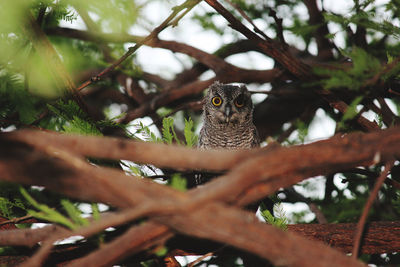 Low angle view of bird on tree