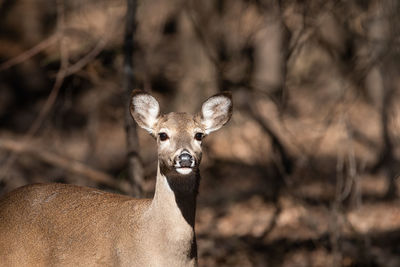 White-tailed deer pausing in a wooded clering.