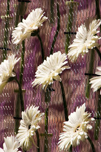 Close-up of white flowering plant against fence