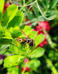 Close-up of insect on flower