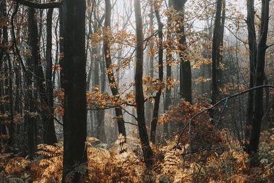 Trees in forest during autumn