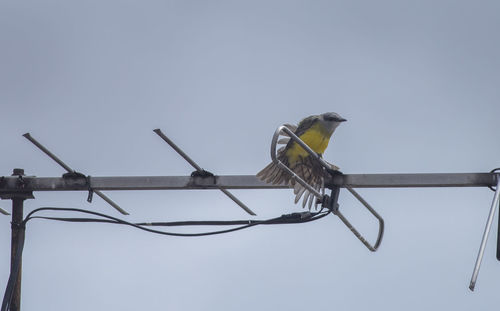 Low angle view of bird perching on cable