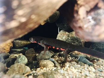 Close-up of lizard on rock