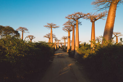 View of trees against clear sky