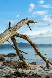 Driftwood on rock in sea against sky