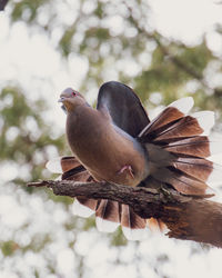 Close-up of bird perching on a tree