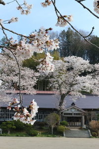 Cherry blossom tree by building against sky