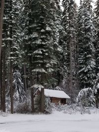 Pine trees in forest during winter