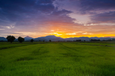 Scenic view of field against sky during sunset