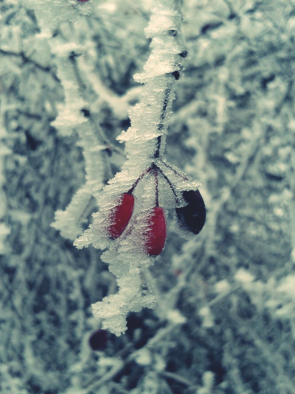 red, winter, cold temperature, snow, close-up, focus on foreground, nature, season, fruit, frozen, hanging, weather, day, outdoors, selective focus, no people, twig, stem, berry fruit, high angle view