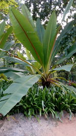 Close-up of tree