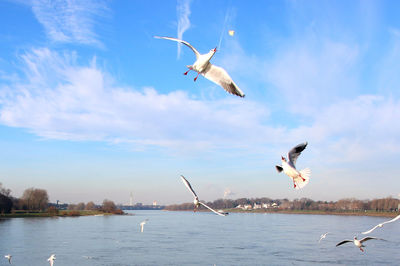 Seagulls flying over sea