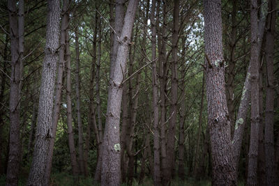 Full frame shot of bamboo trees in forest