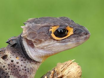 Close-up of a turtle