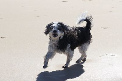High angle view of dog on sand