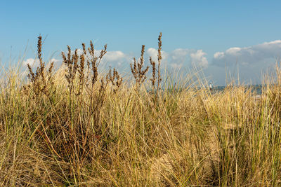 View of stalks in field against sky