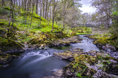 Stream flowing through rocks in forest