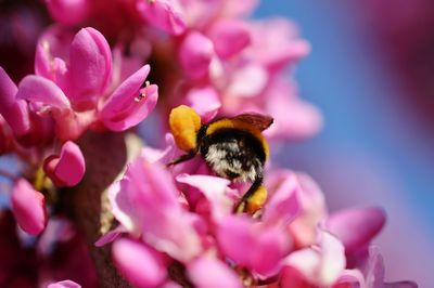 Close-up of bumblebee pollinating on pink flower