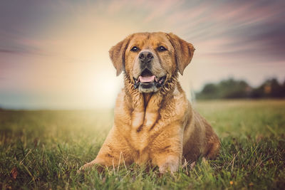 Dog looking away while sitting on grassy field against sky during sunset