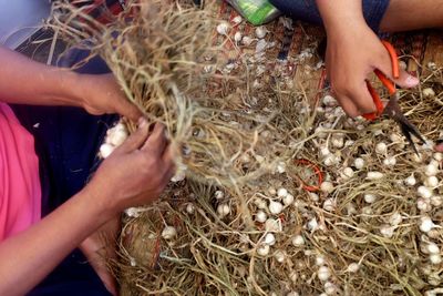 High angle view of man tying garlic bulb with ropes