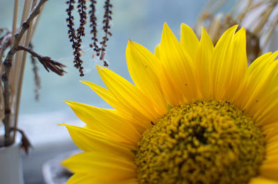 Close-up of sunflower