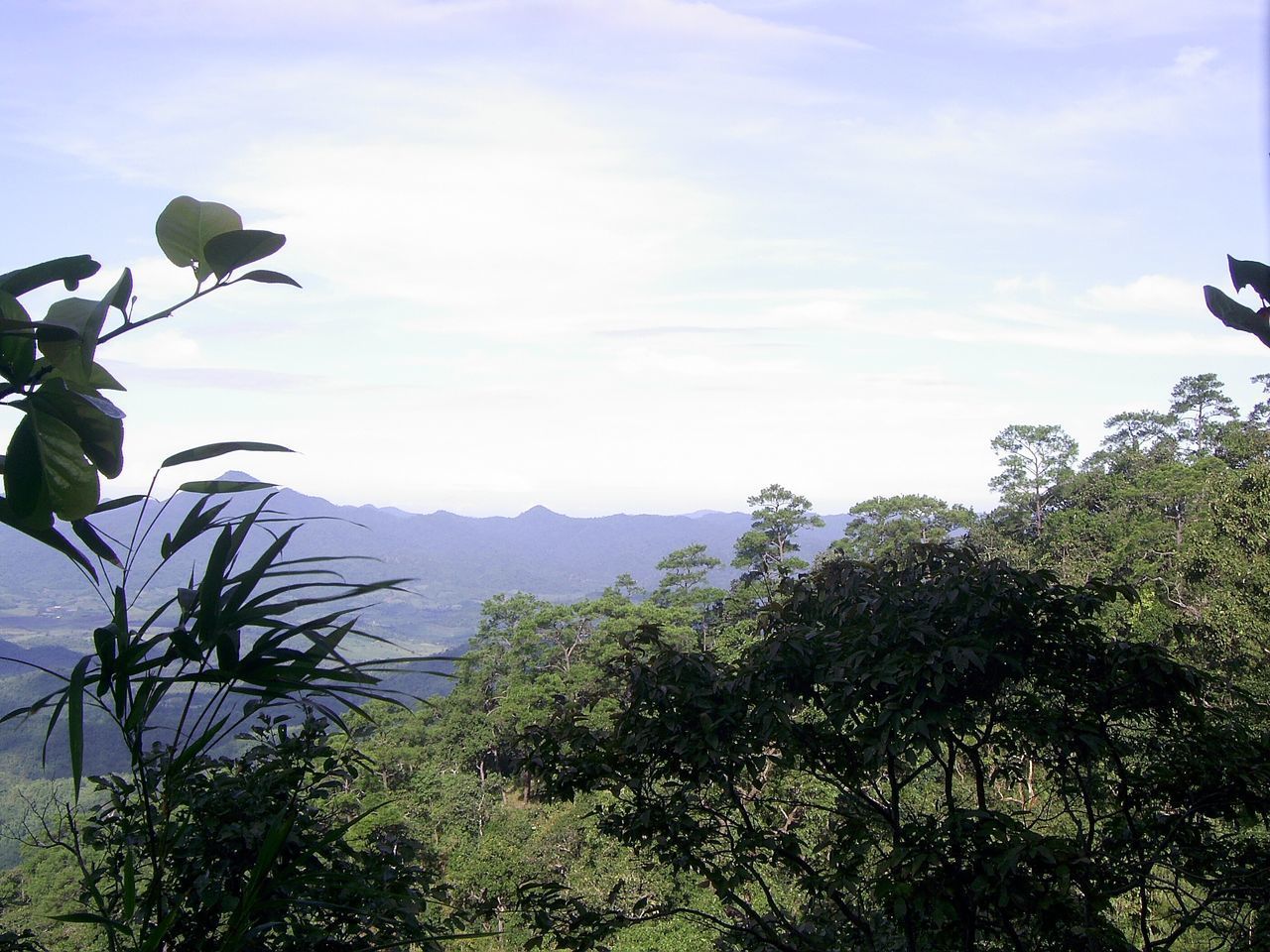 PLANTS AND TREES AGAINST SKY