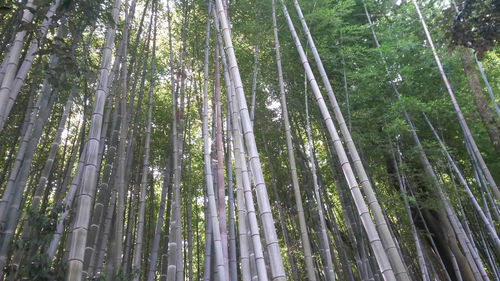 Bamboo forest kyoto 