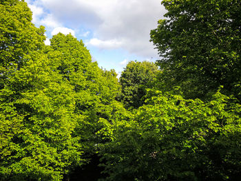 Trees with green plants in foreground