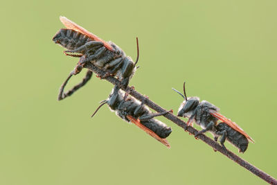 Low angle view of insect on plant