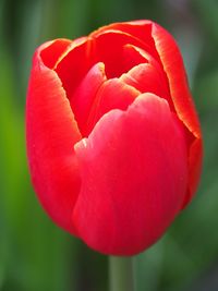 Close-up of red tulip