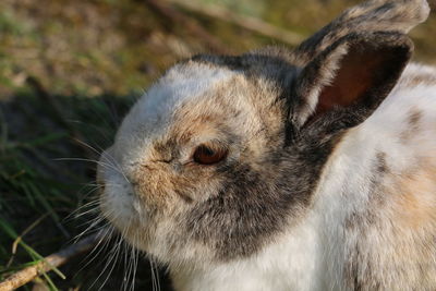 Close-up of an animal