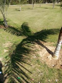 High angle view of shadow on grassy field