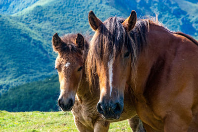 Close-up of a horse