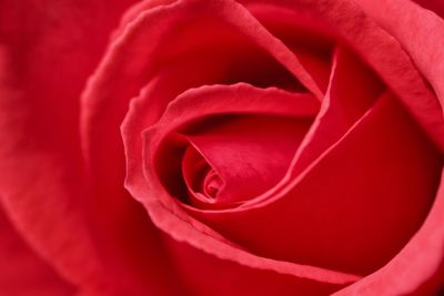 Full frame close up of red rose 