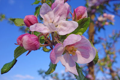 Close-up of pink cherry blossoms against sky