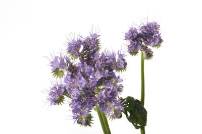 Close-up of purple flowering plant against white background