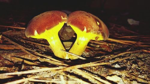 Close-up of mushrooms