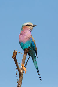 Low angle view of lilac-breasted roller perching on twig against clear sky