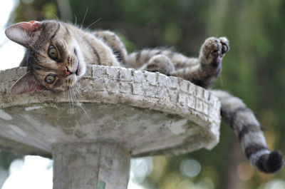 Close-up portrait of a cat