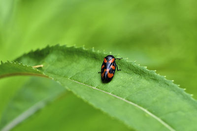 Close-up of ladybug on leaf
