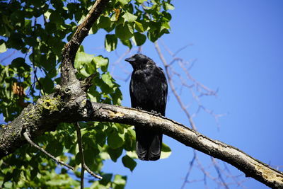 Low angle view of crow on a tree