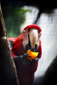 Caged red macaw eating an orange