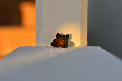 Close-up of a cat hiding on bed