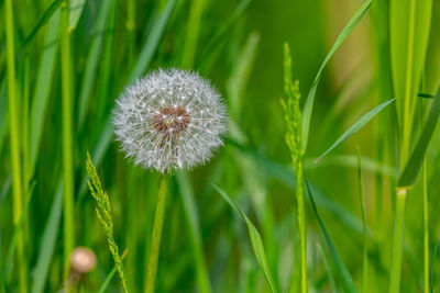 Close-up of dandelion on field