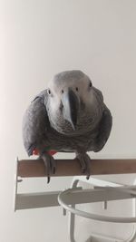 Close-up of bird perching on wooden table