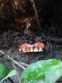 High angle view of mushroom