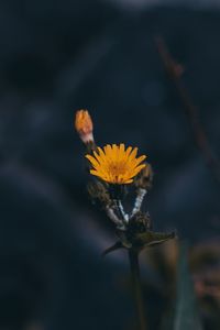 Close-up of yellow flowering plant